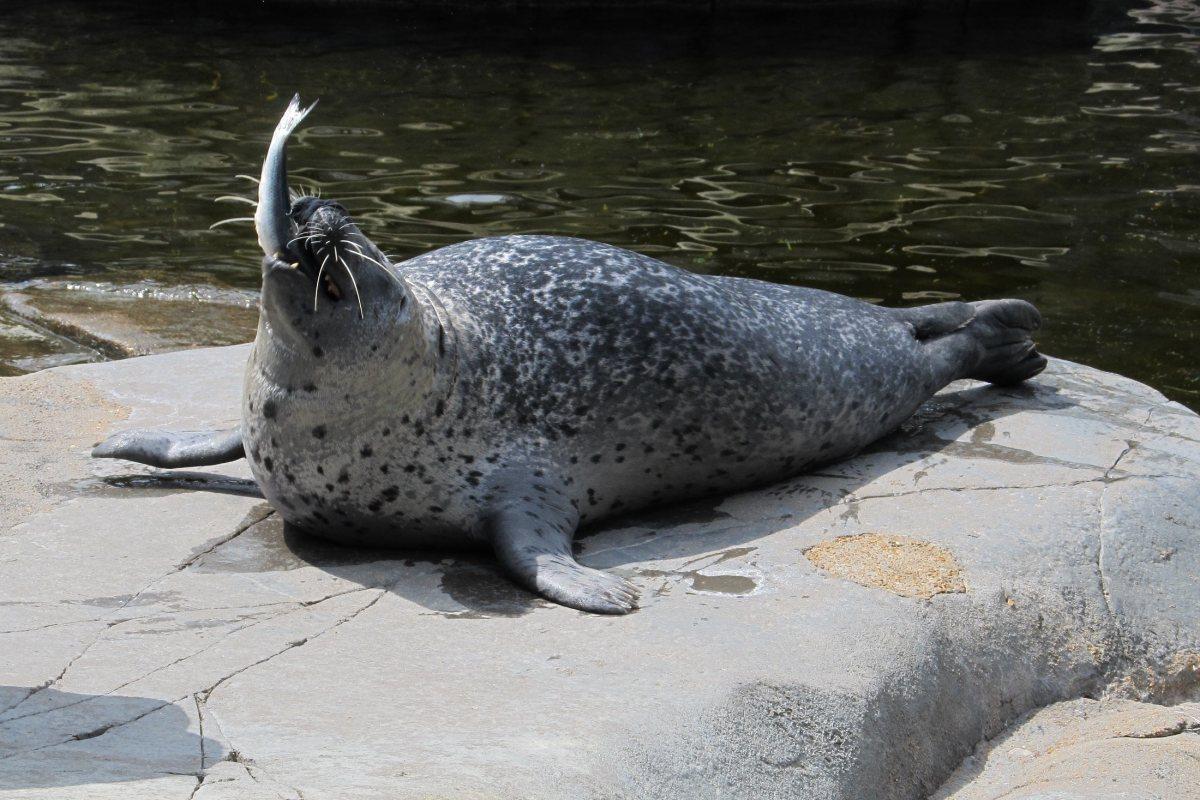 ringed seal is among the common animals in norway