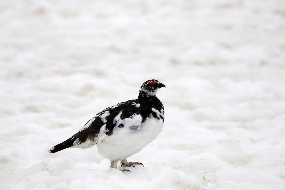 rock ptarmigan is part of the norwegian wildlife