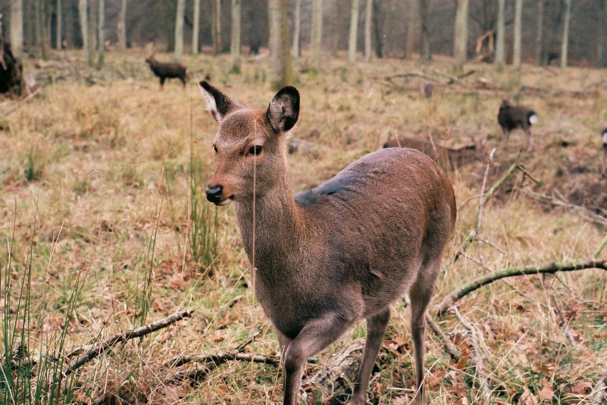 roe deer is one of the animals that live in denmark