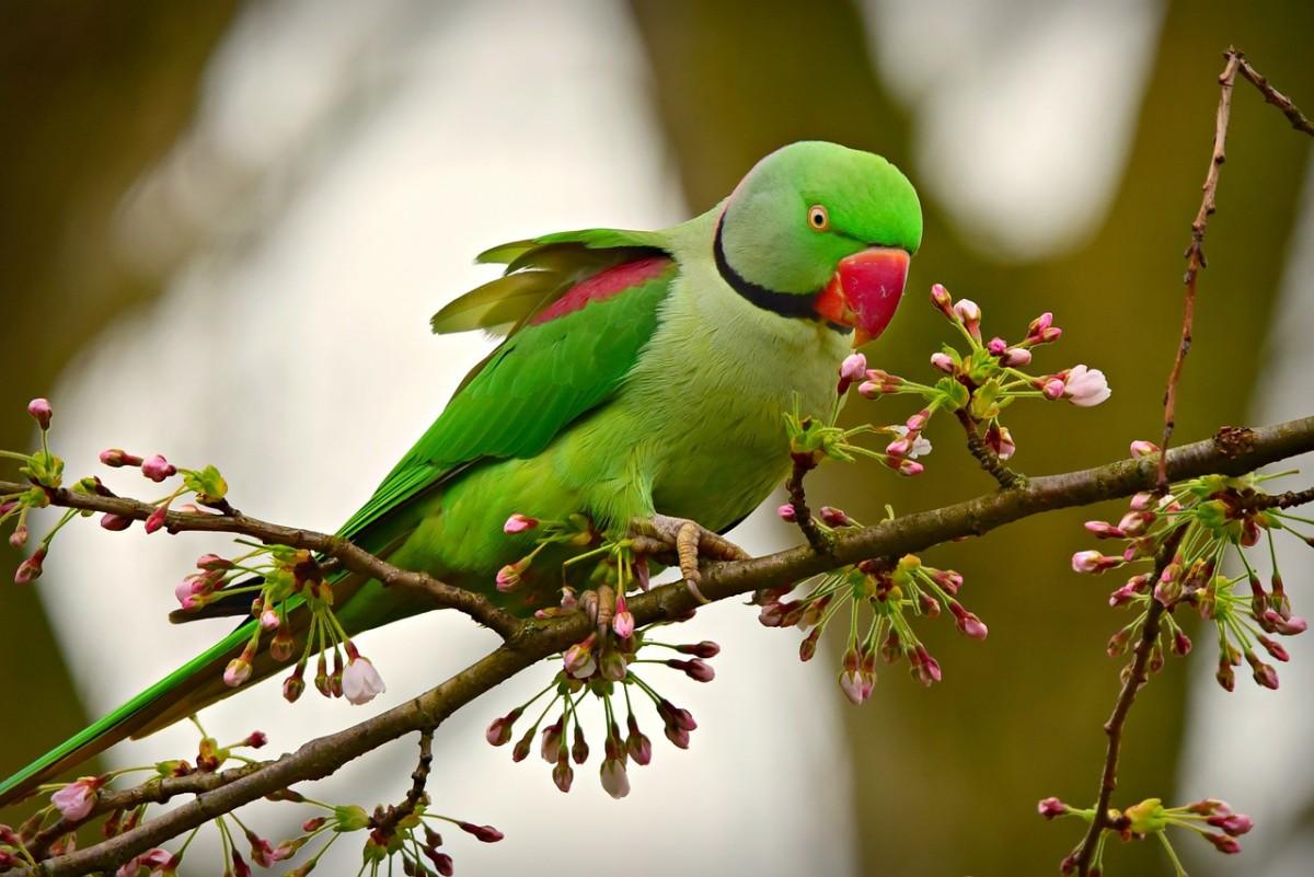 rose ringed parakeet