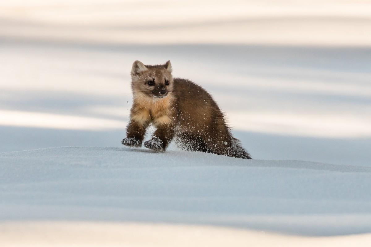 sable is among the animals that live in russia