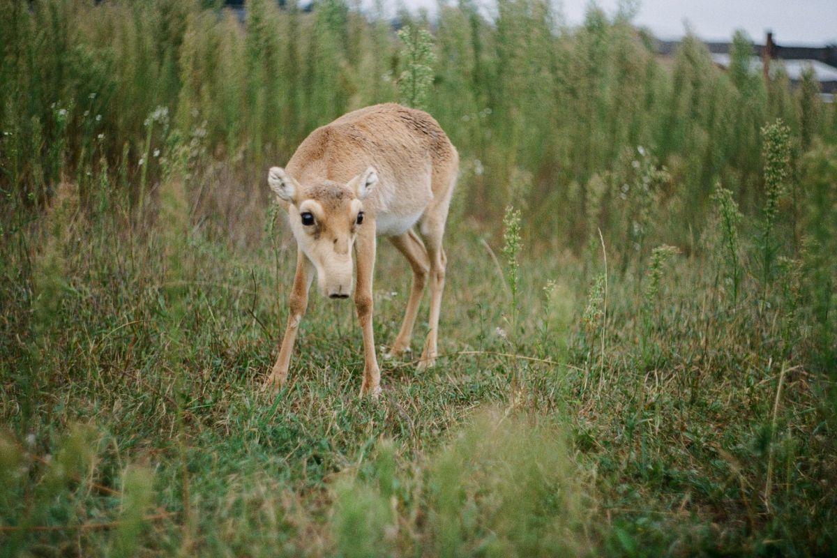 saiga antelope is one of the mongolian steppe animals