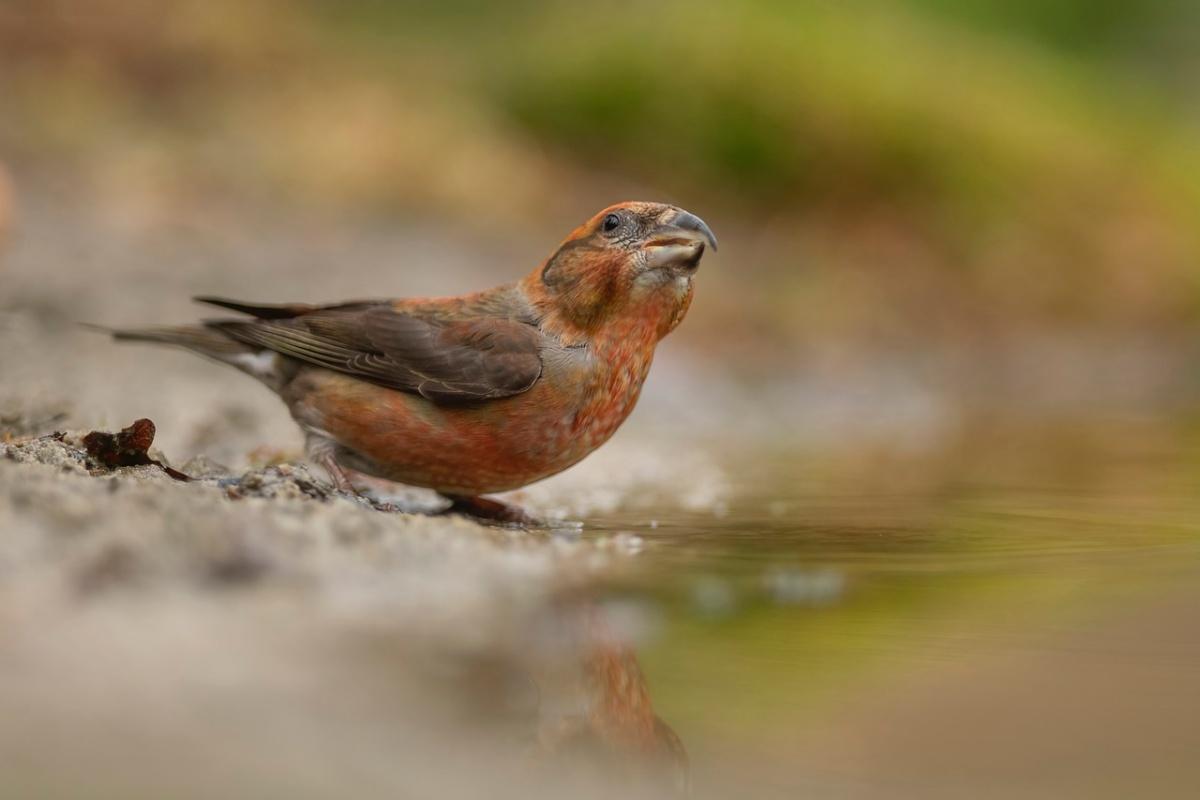 scottish crossbill is one of the animals unique to scotland