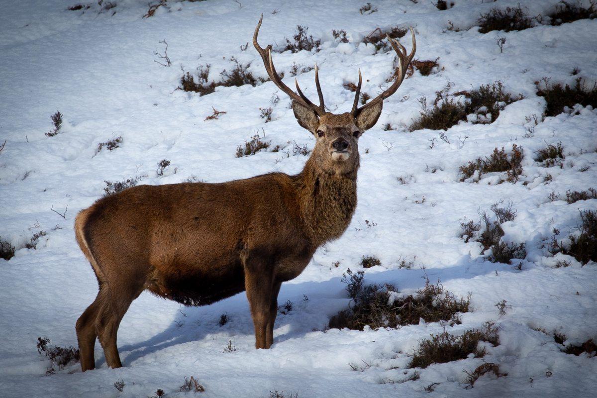 scottish red deer is among the scottish wild animals