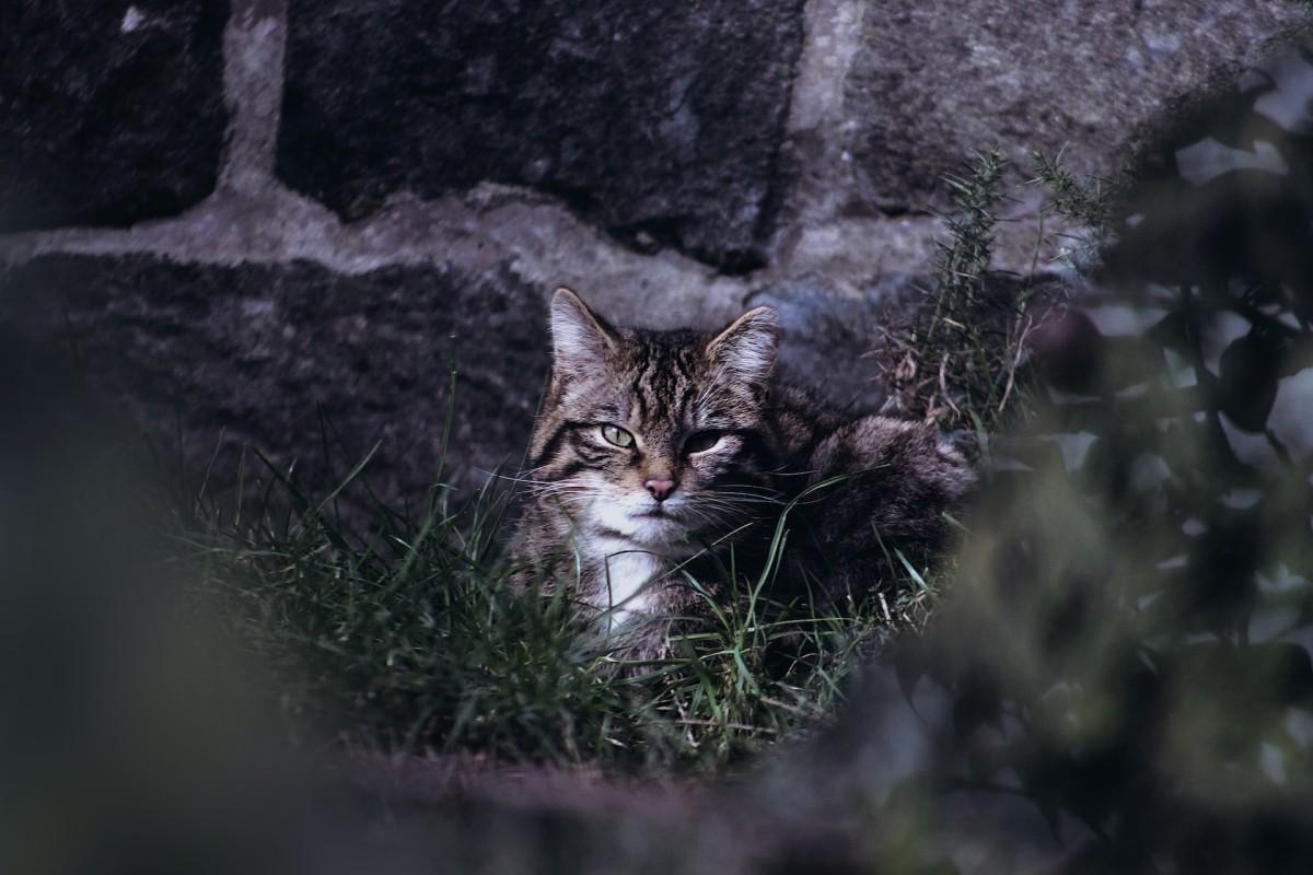 scottish wildcat is part of the wildlife of scotland