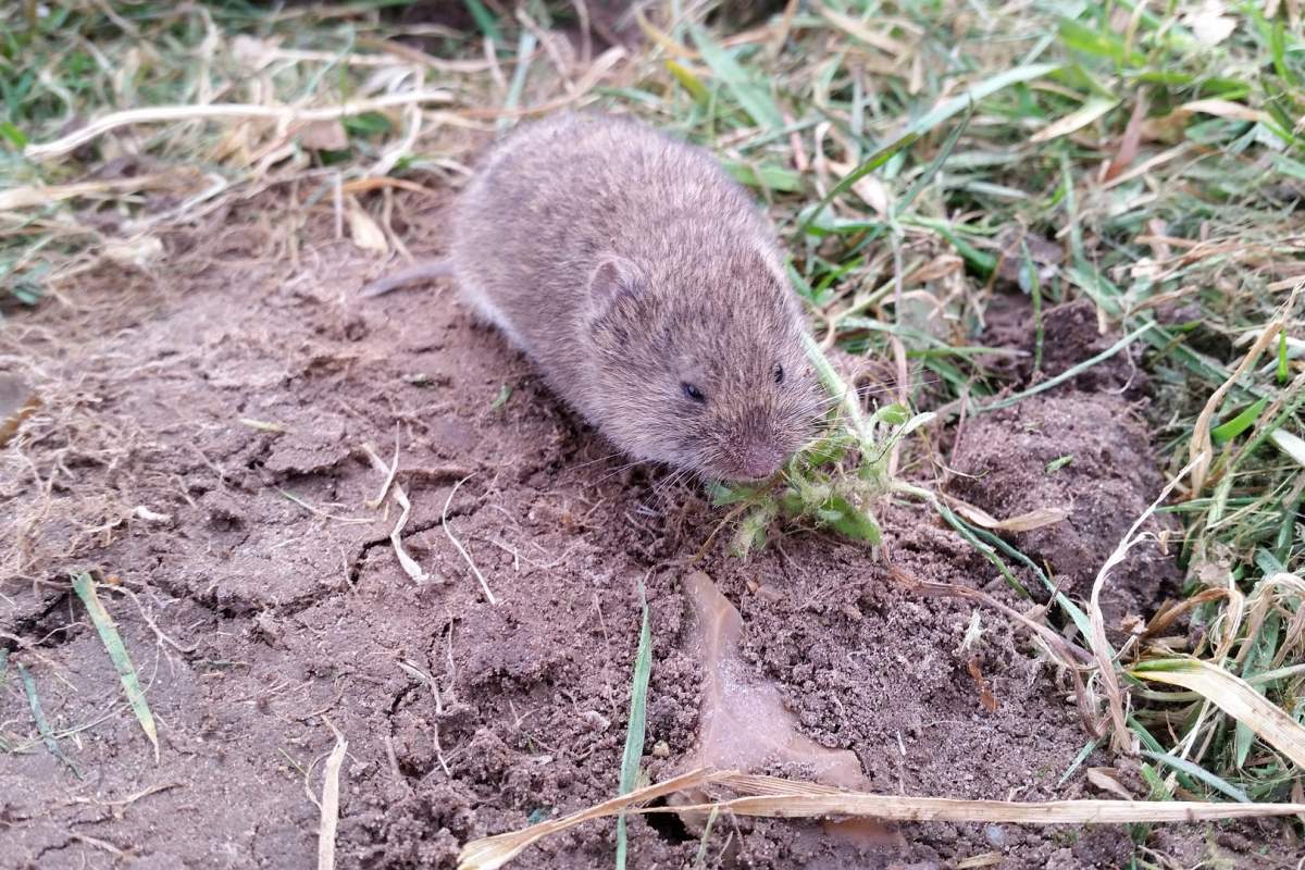 short-tailed field vole