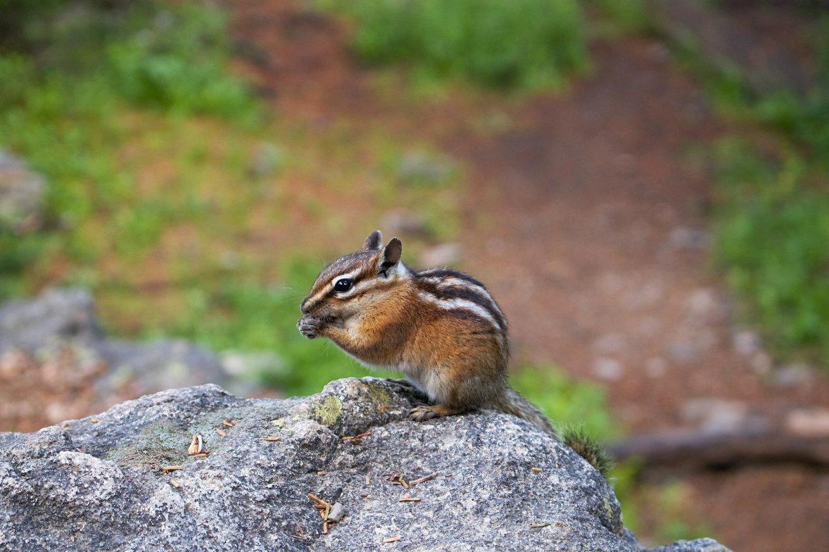 siberian chipmunk