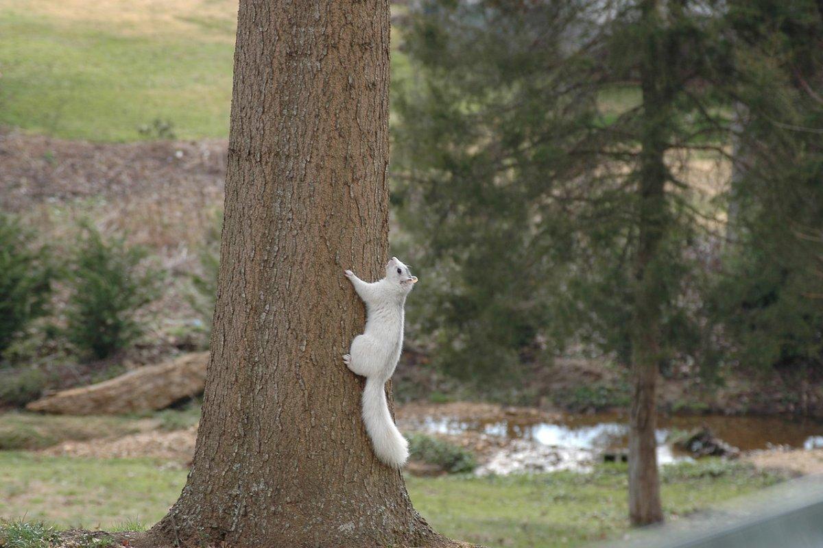 siberian flying squirrel