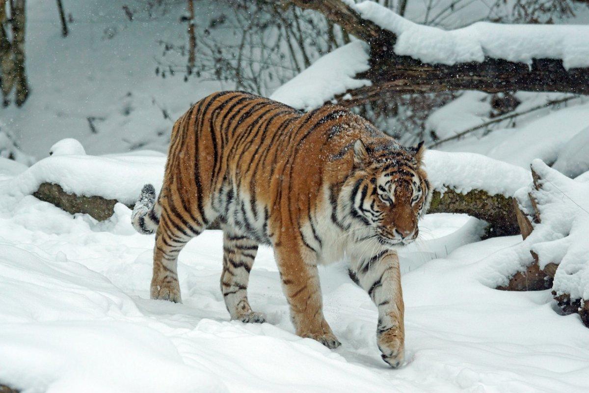 siberian tiger is one of the endangered animals of russia