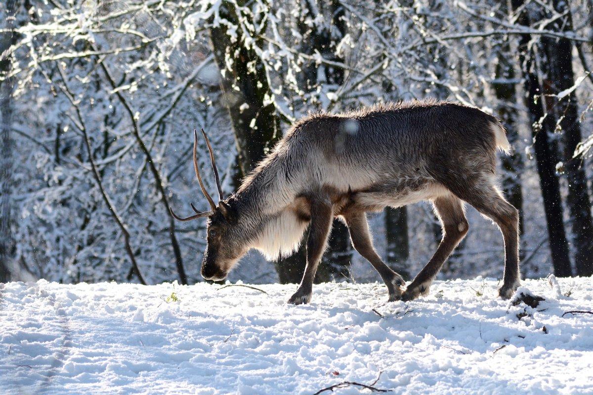 siberian tundra reindeer