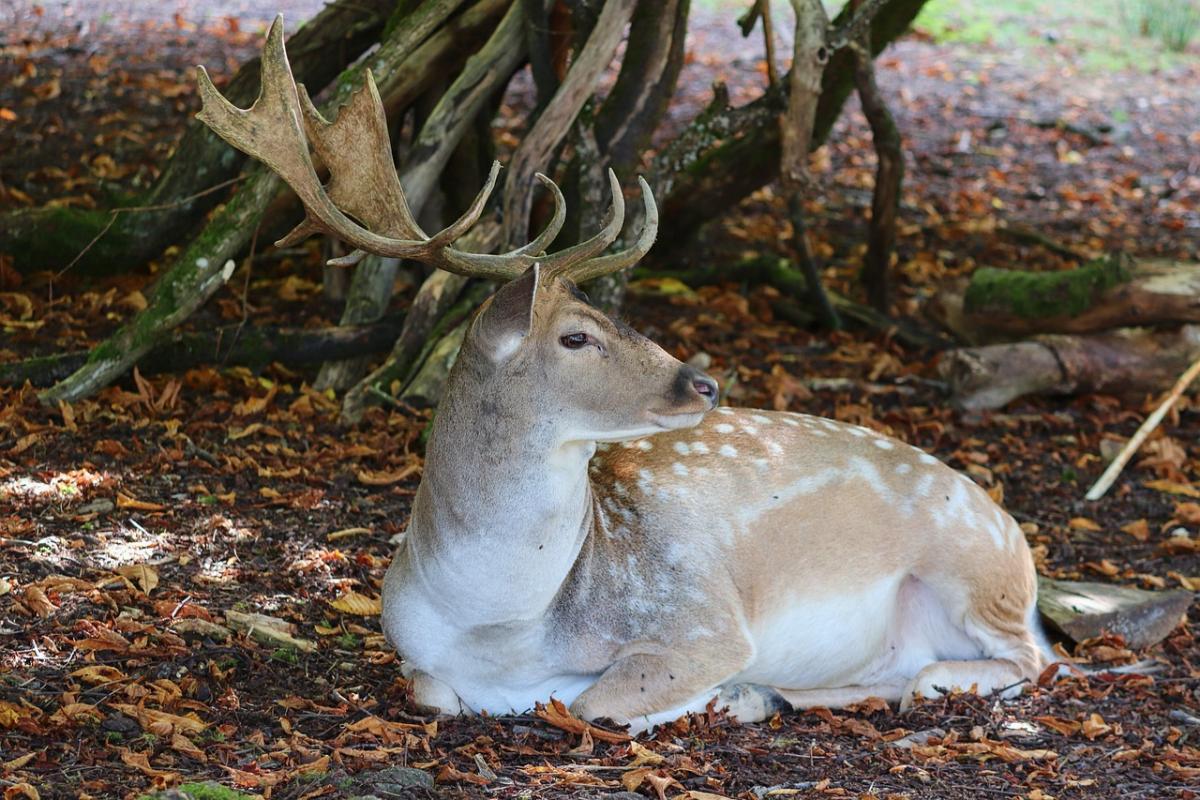 sika deer is in the list of animals in russia