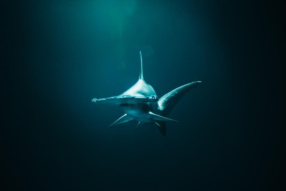 smooth hammerhead is among the animals of great britain