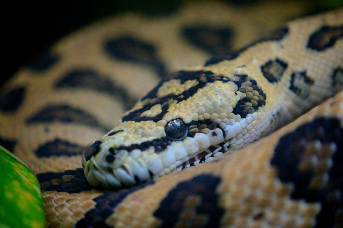 smooth snake is part of the finland wildlife