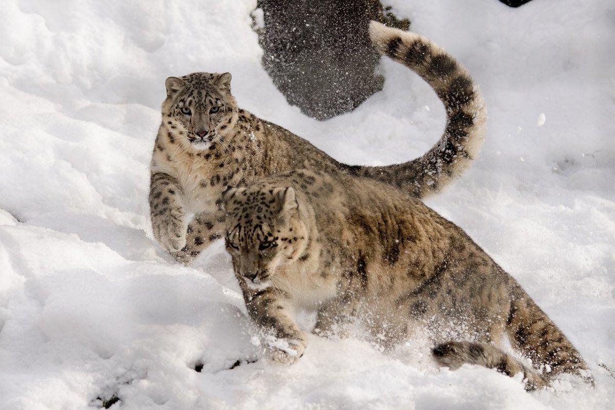 snow leopard is among the animals found in russia