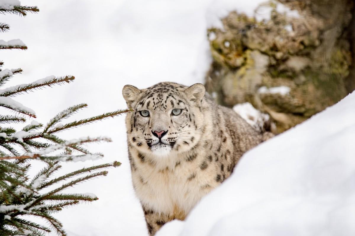snow leopard is one of the animals in siberian tundra