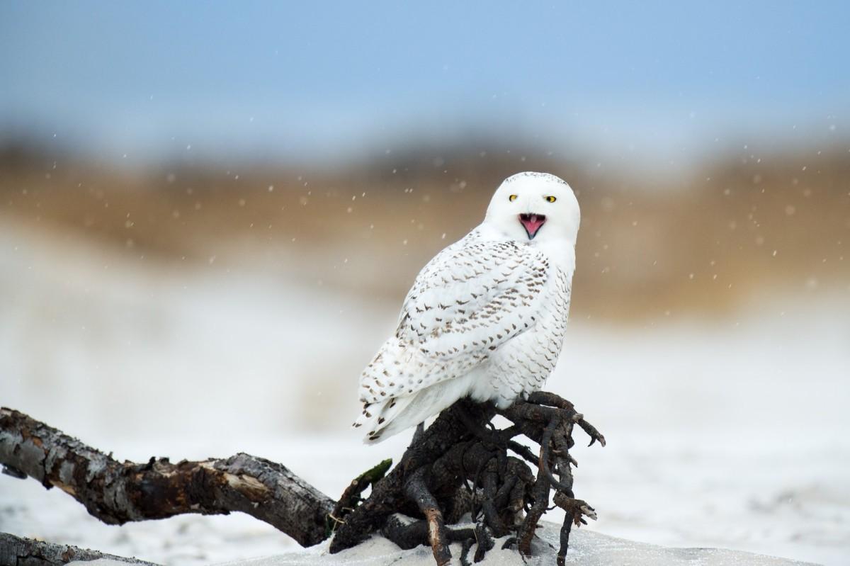 snowy owl in latvia
