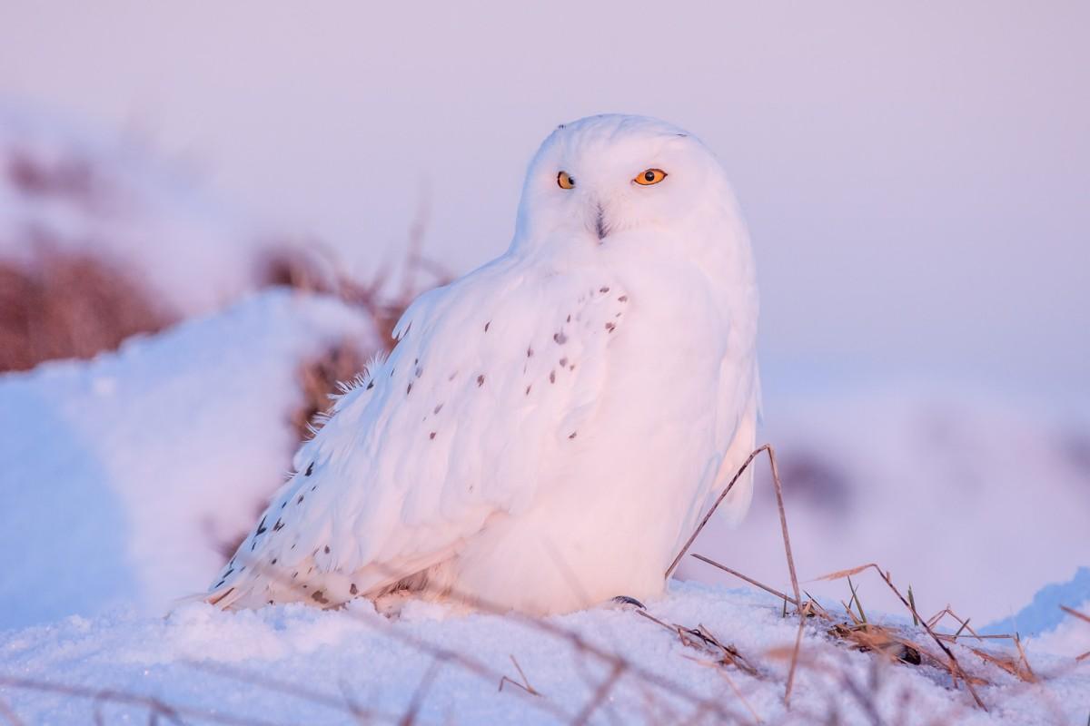 snowy owl is among the wild animals of russia