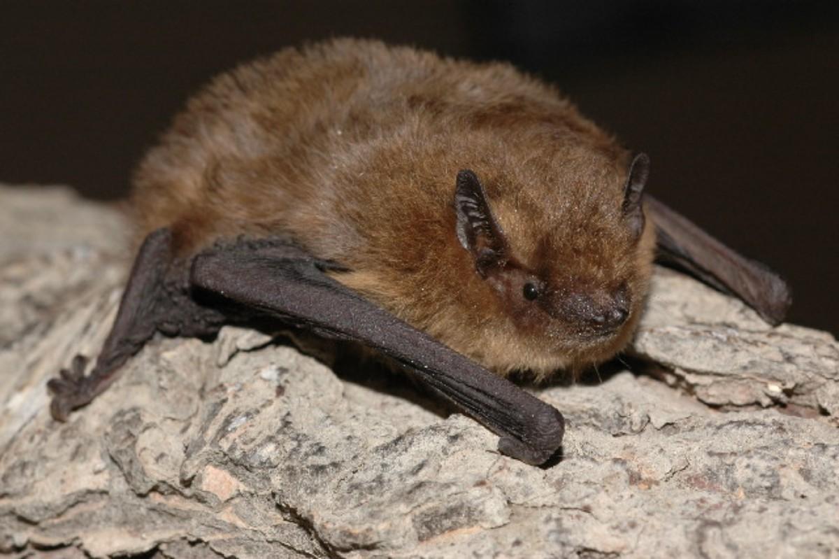 soprano pipistrelle