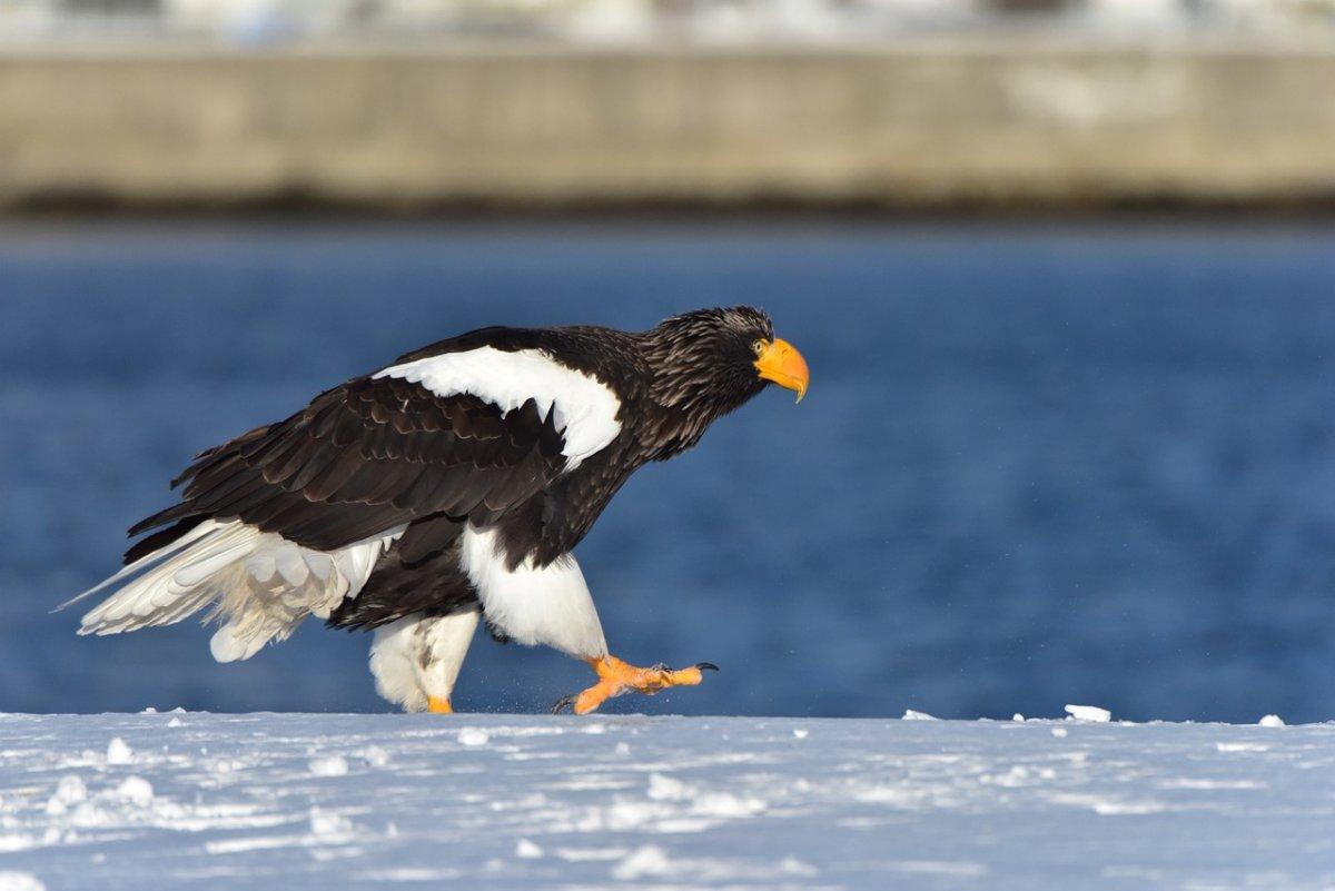 steller's sea eagle is in the native animals to russia
