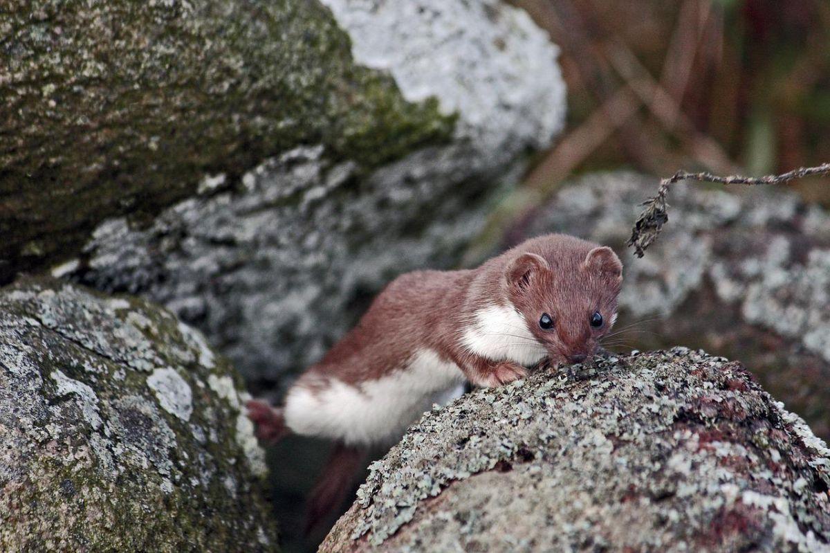 stoat is one of the popular lithuania animals