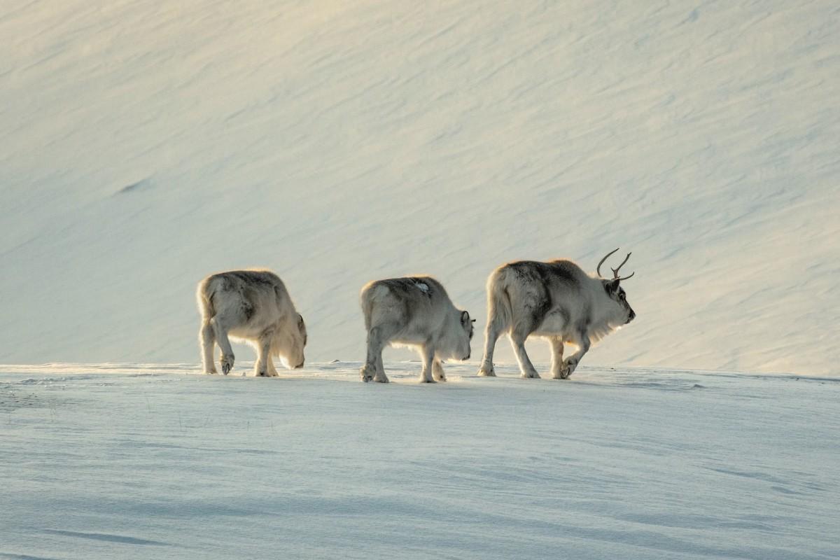 svalbard reindeer counts in the animals found in norway
