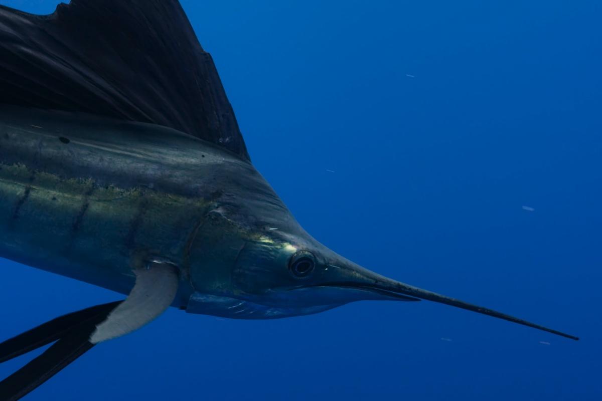 swordfish is one of the wild animals in great britain