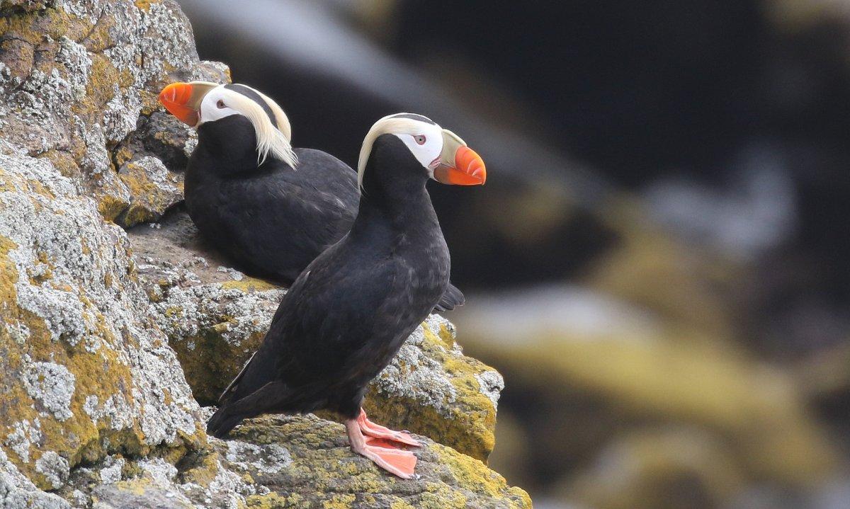 tufted puffin is one of the native animals in russia