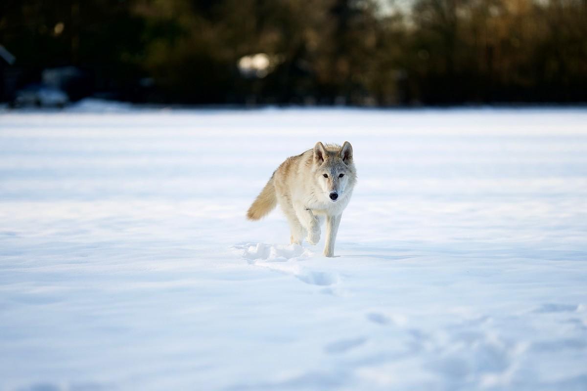 tundra wolf is among the animals found in siberia