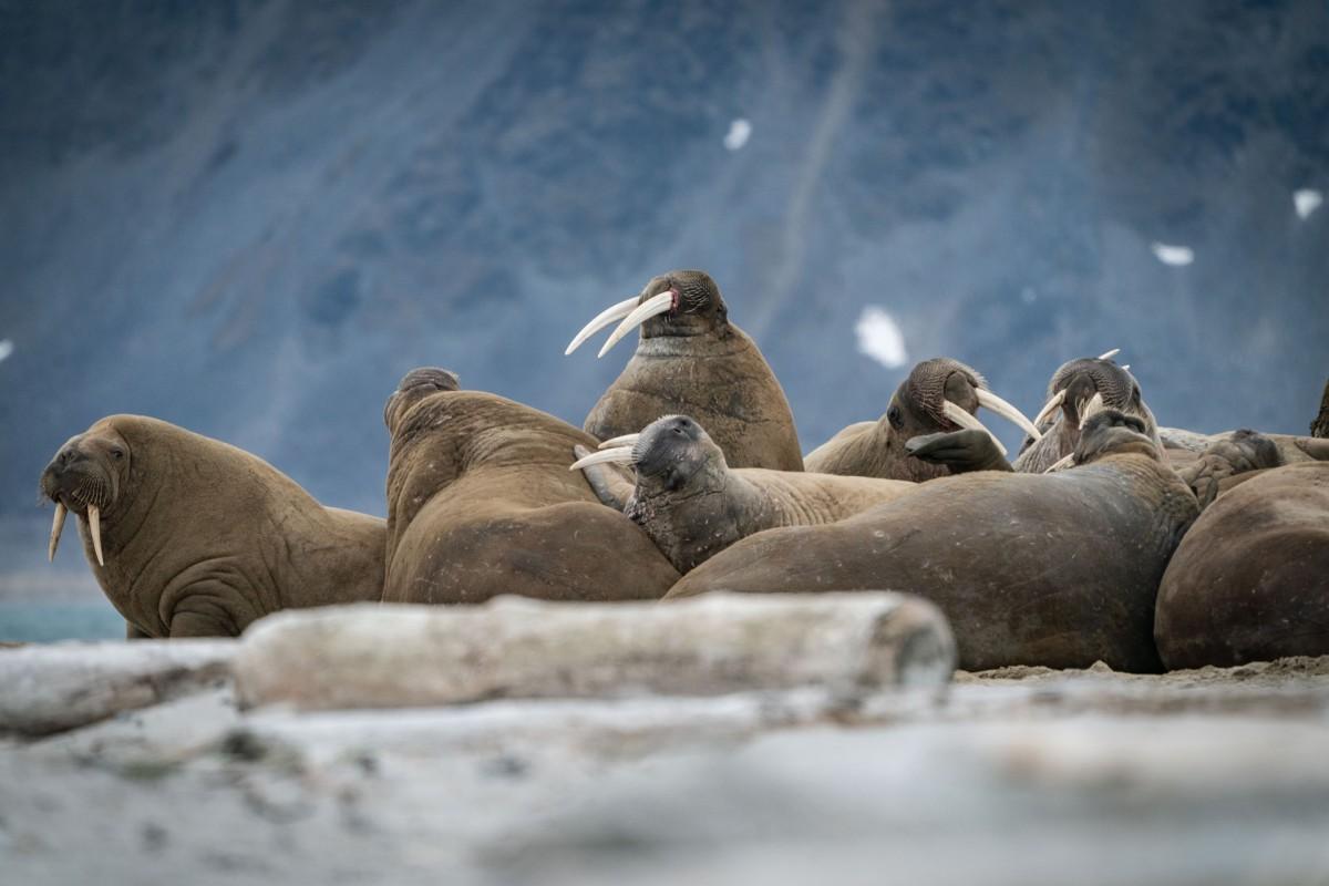 walrus is among the endangered animals in denmark