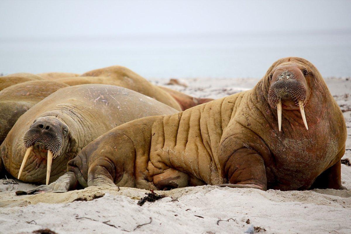 walrus is among the wild animals russia has on its land
