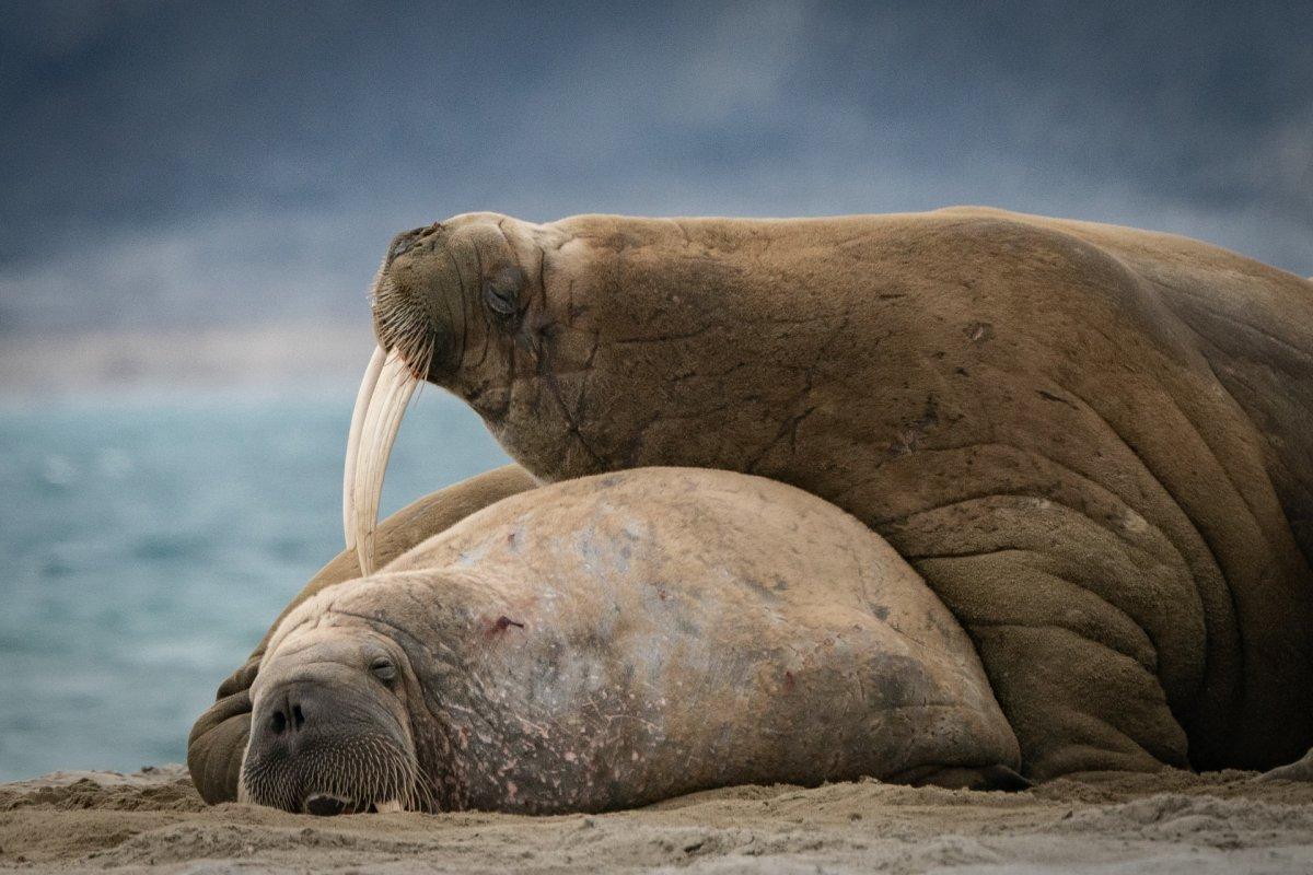 walrus is among the animals indigenous to iceland