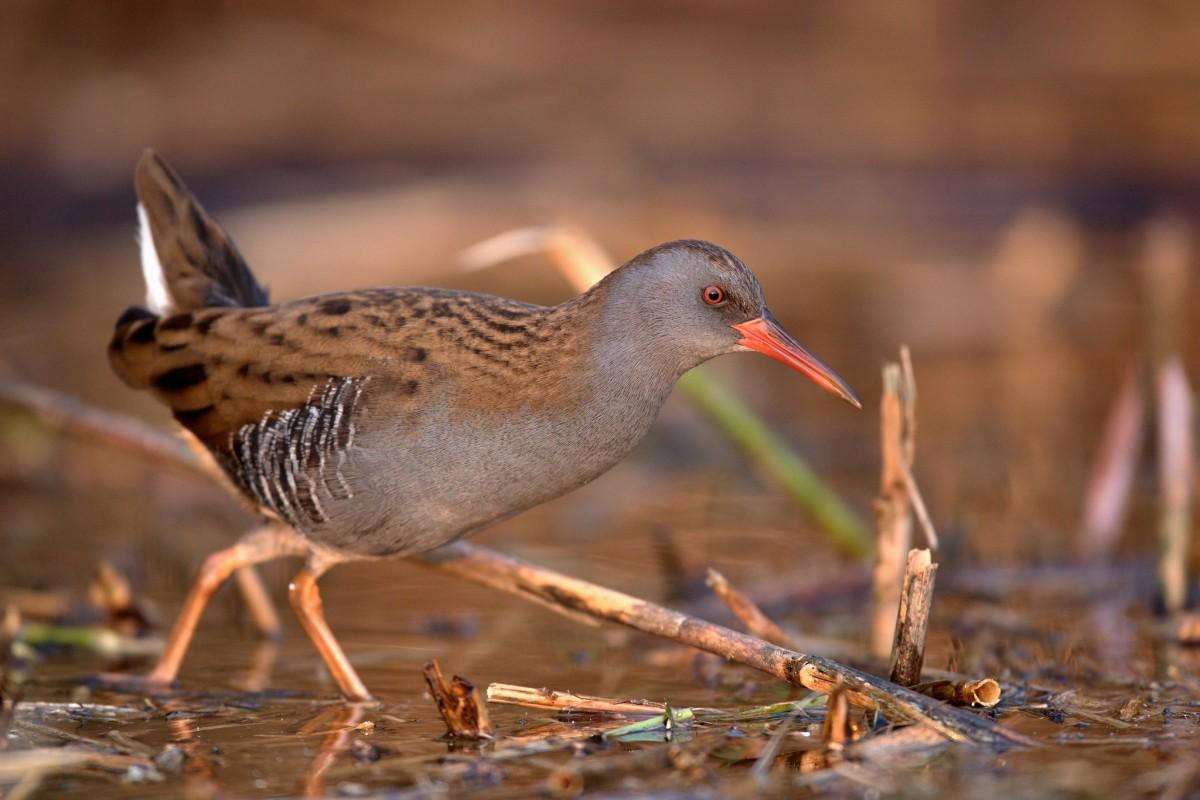 water rail