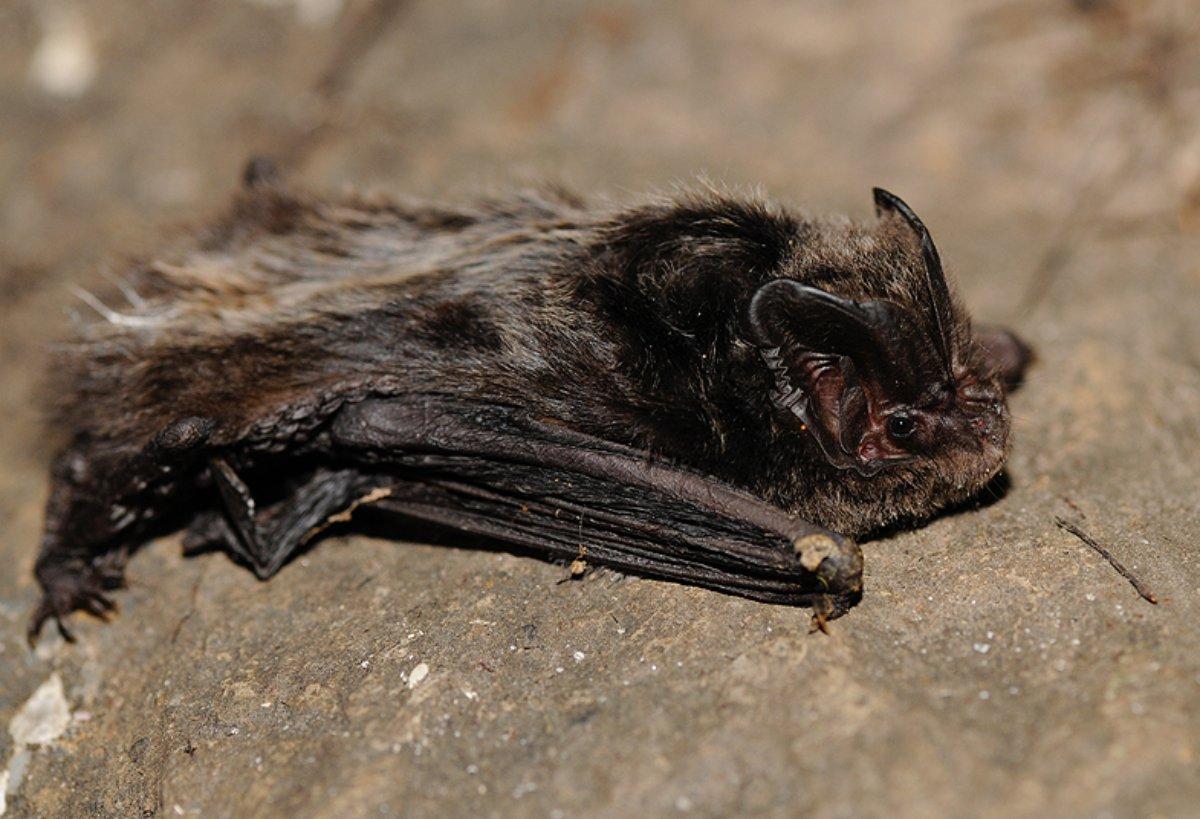 western barbastelle is one of the endangered animals in lithuania