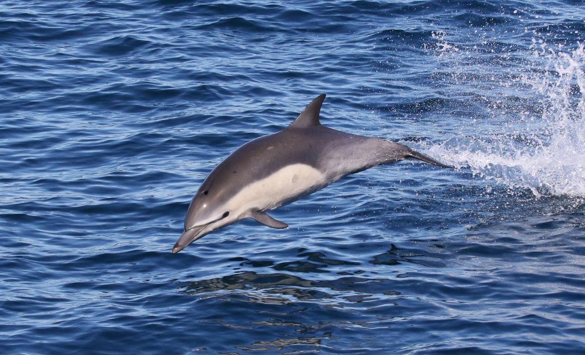 white beaked dolphin