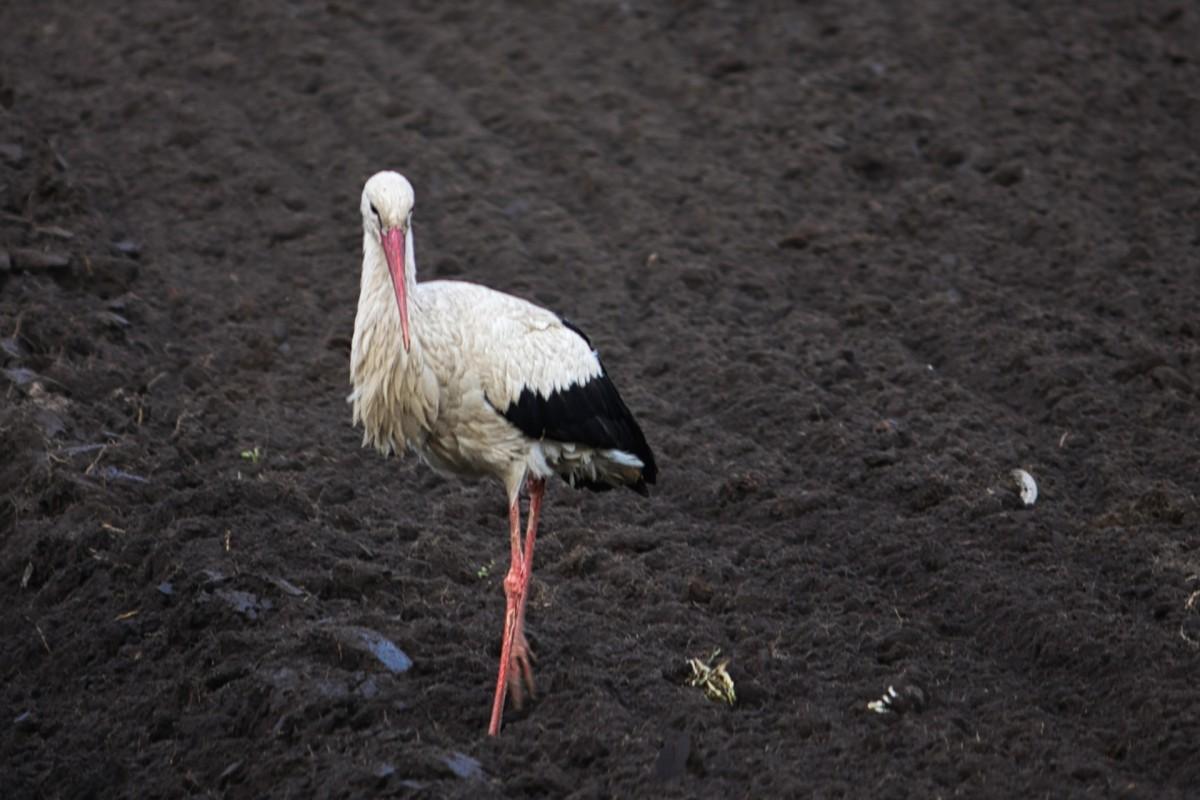 white stork is lithuania national animal