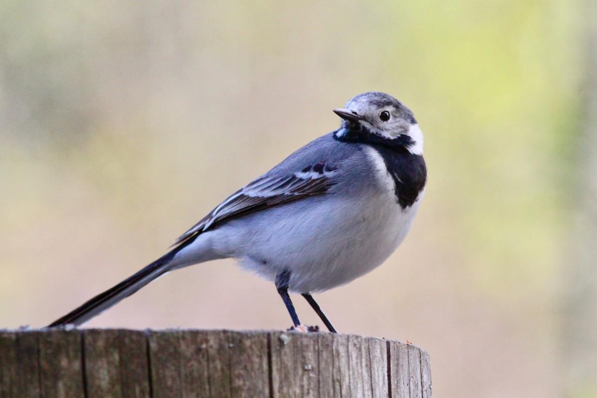 white wagtail is the national animal of latvia