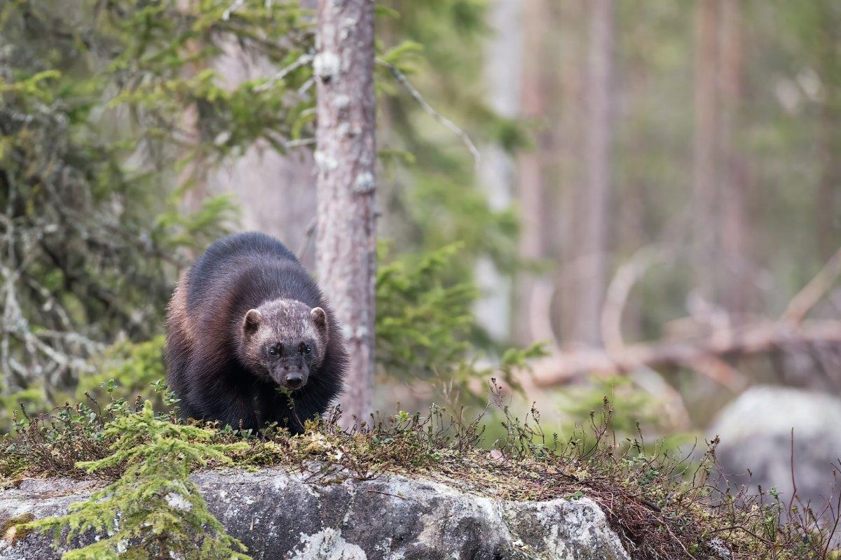 wolverine is among the common animals in russia