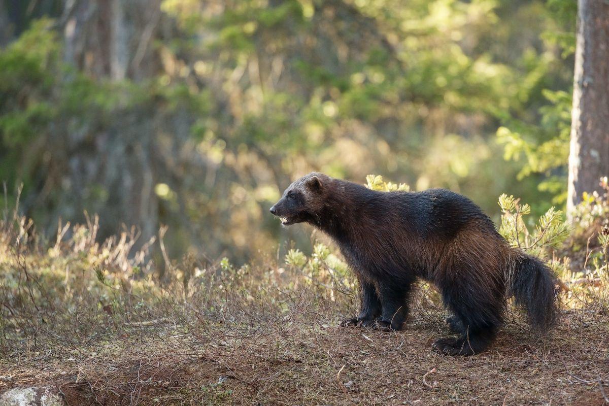 wolverine is in the animals that live in siberia