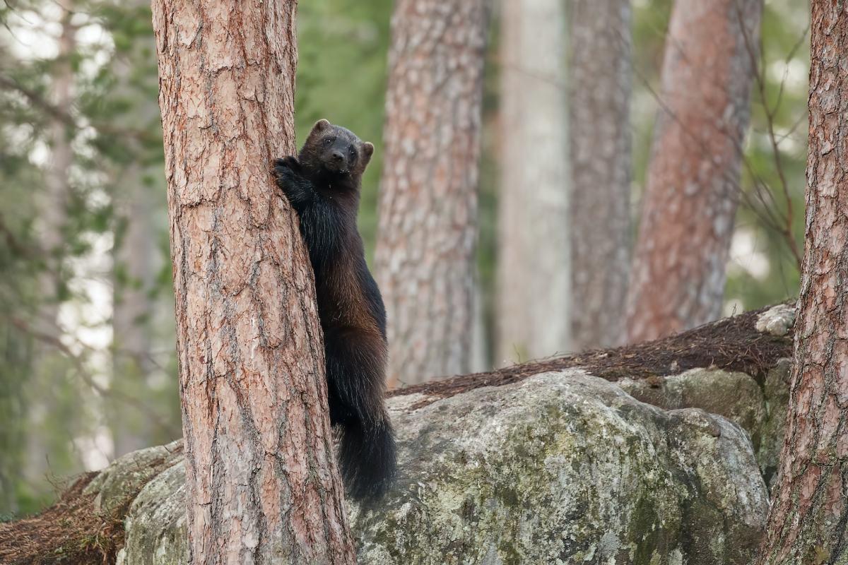 wolverine is in the endangered animals in norway