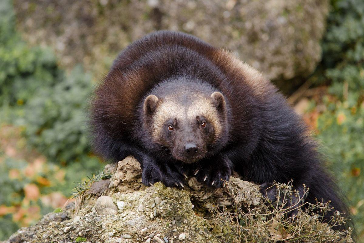 wolverine is one of the finland wild animals