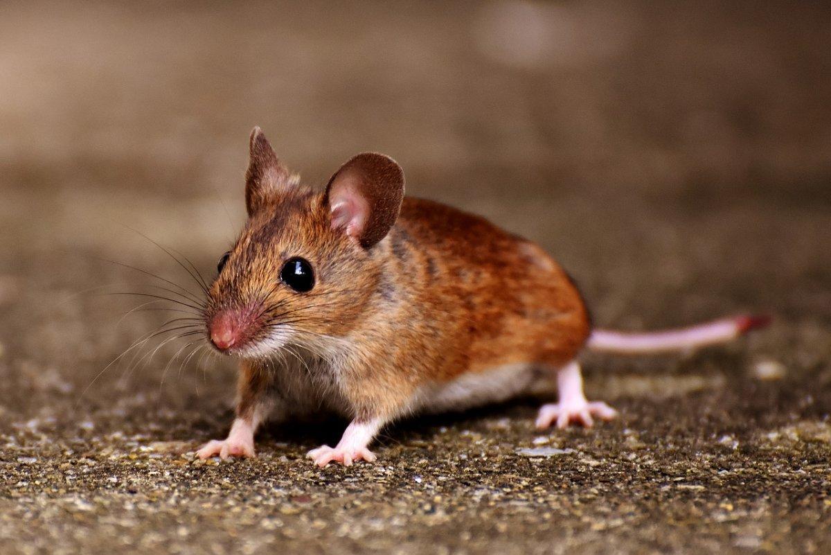 wood mouse is one of the animals andorra has on its land