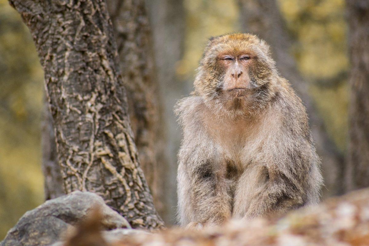 10 Wild Animals in Algeria [Wildlife in Algeria]