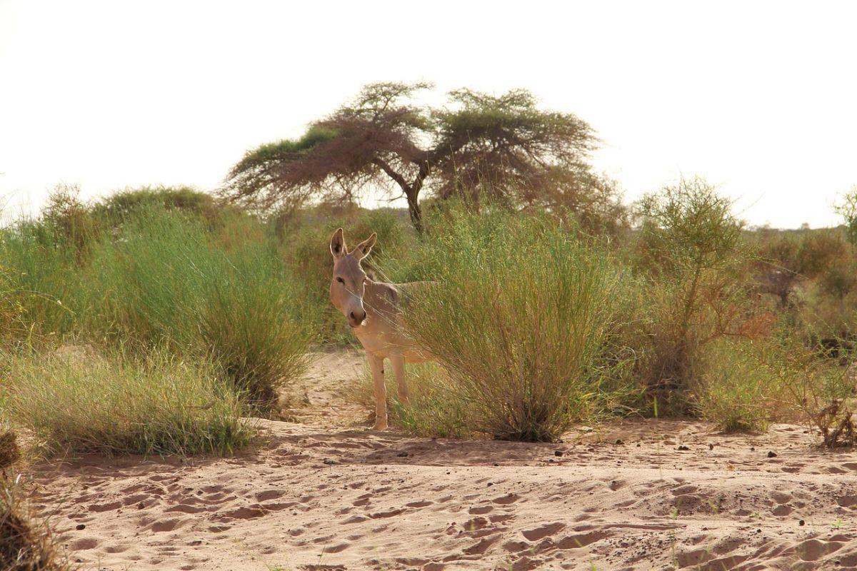 10 Wild Animals in Mauritania [Wildlife in Mauritania]