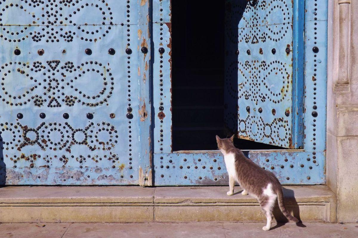 13 Wild Animals in Tunisia [Wildlife in Tunisia]