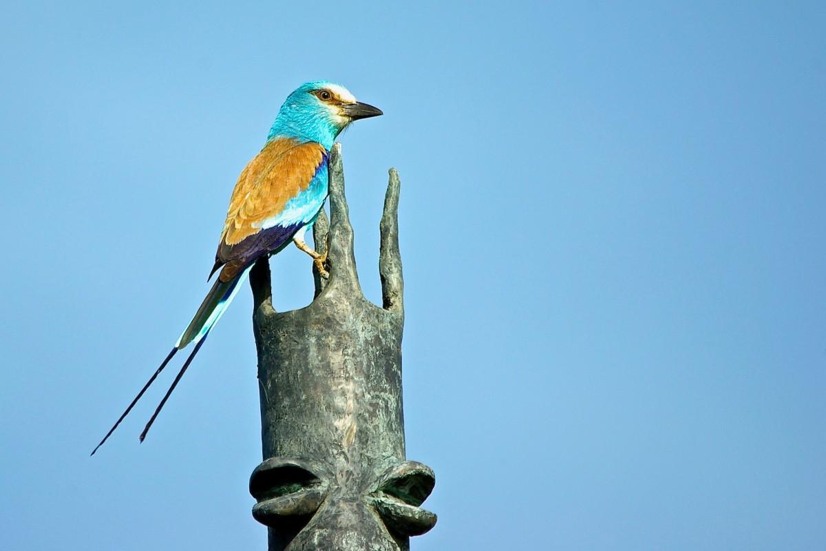 18 Wild Animals in Burkina Faso [Wildlife in Burkina Faso]