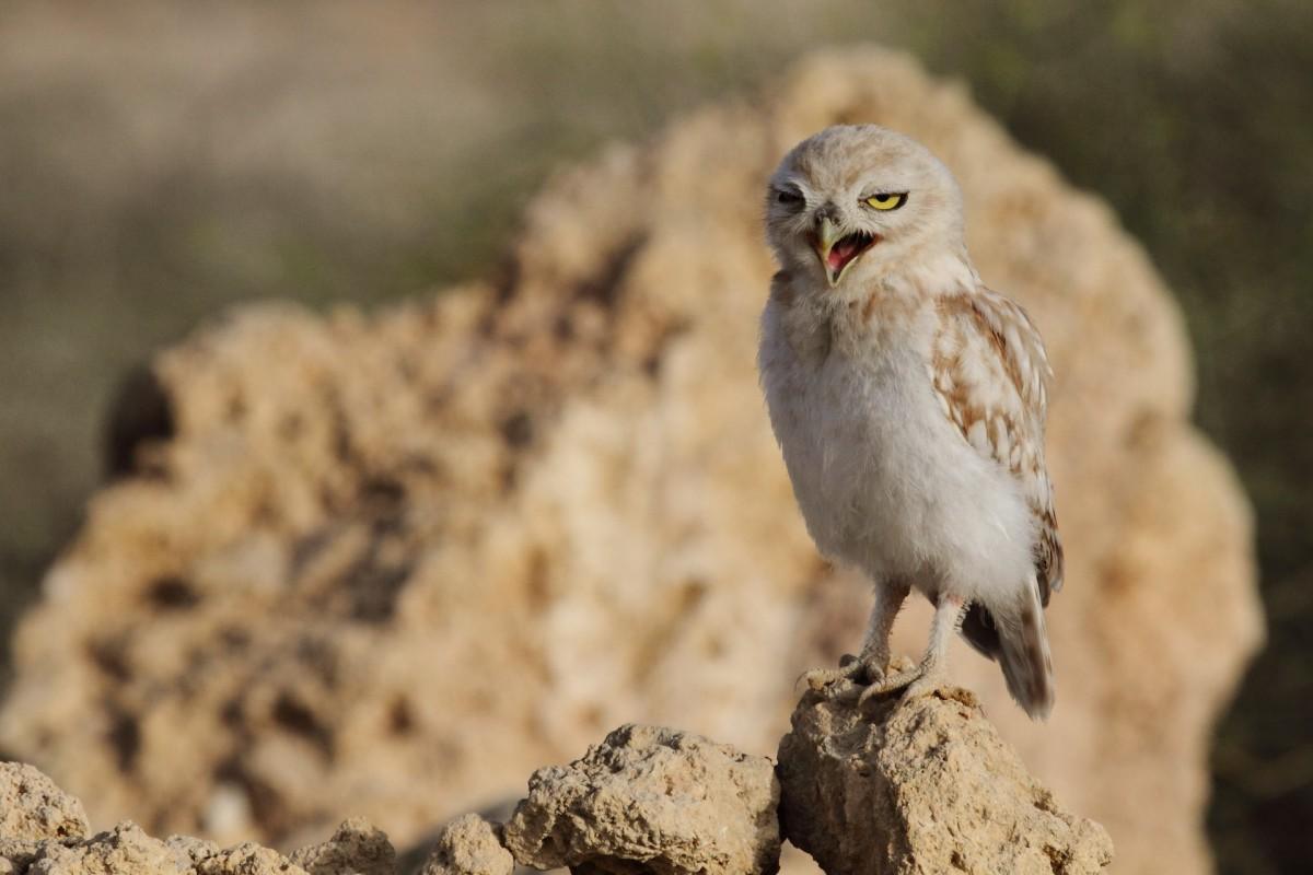 18 Wild Animals in Qatar [Wildlife in Qatar]