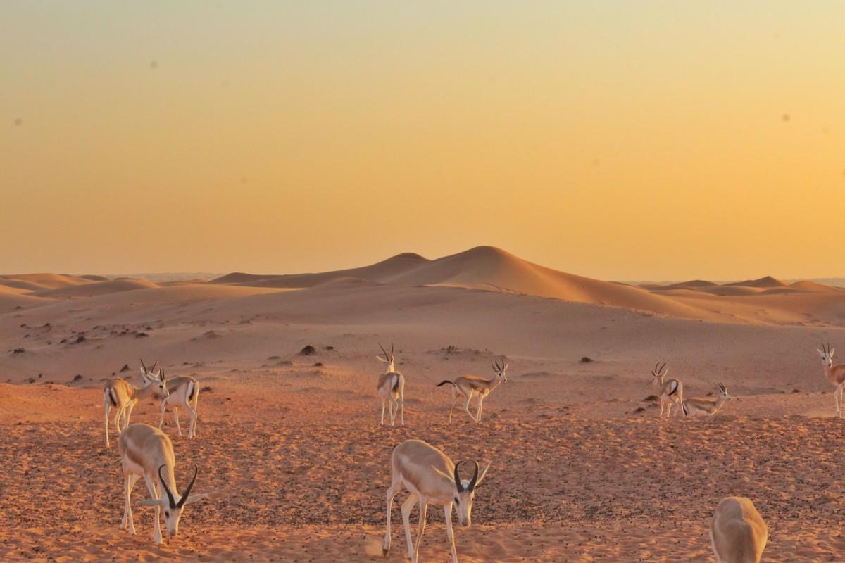 18 Wild Animals in United Arab Emirates [Wildlife in United Arab Emirates]