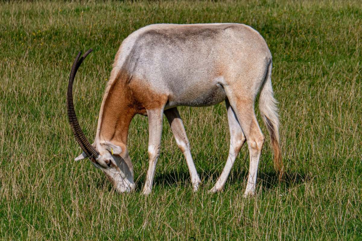 21 Wild Animals in Libya [Wildlife in Libya]