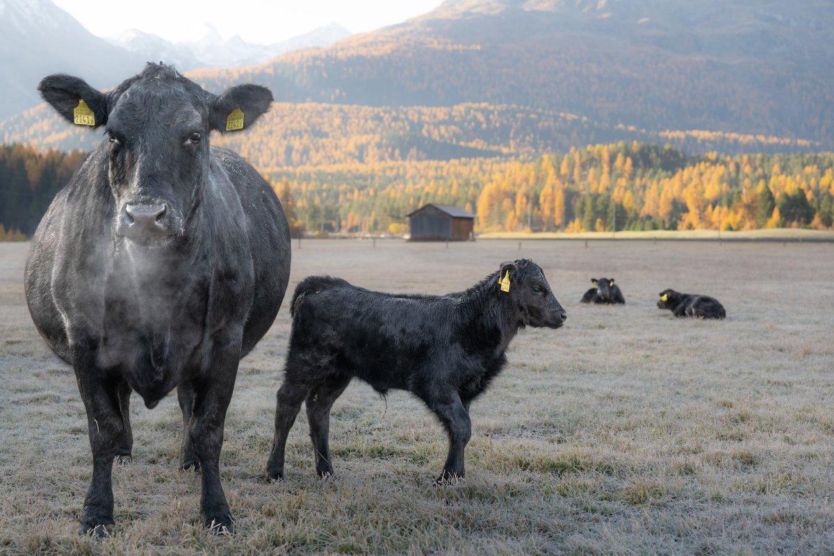 21 Wild Animals in Switzerland [Wildlife in Switzerland]