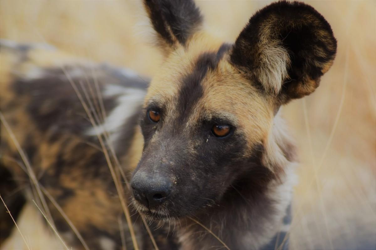 24 Wild Animals in Mali [Wildlife in Mali]